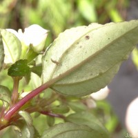 Sonerila pumila Thwaites